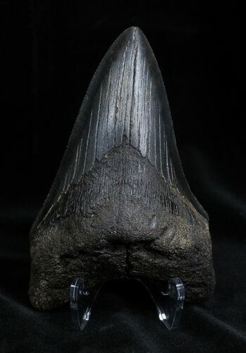 Inch Georgia Megalodon Tooth #1380